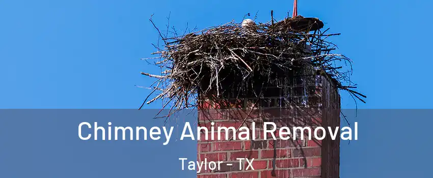  Chimney Animal Removal Taylor - TX