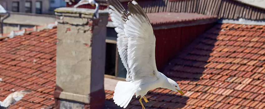 Residential Chimney Animal Removal Solution in Taylor, TX