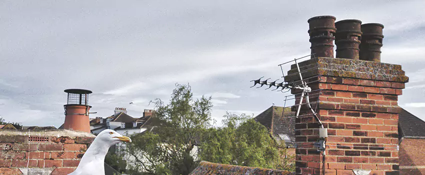 Chimney Cleaning And Restoration in Taylor, Texas